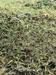 Puccinellia phryganodes