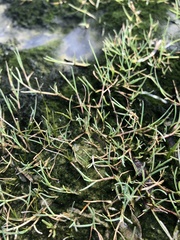 Puccinellia phryganodes