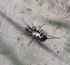 Cicindela fulgida