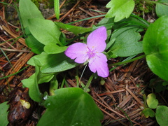 Tradescantia crassifolia