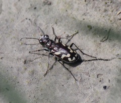 Cicindela fulgida