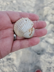 Noetia ponderosa