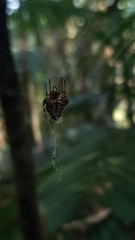 Verrucosa scapofracta