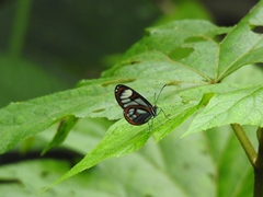 Ithomia terra