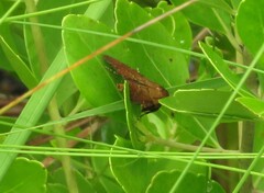 Anomis illita