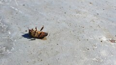 Apis mellifera