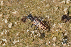 Ellipsoptera cuprascens