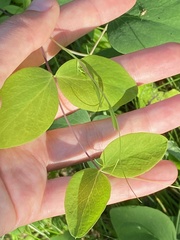 Lathyrus ochroleucus