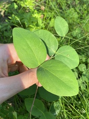 Lathyrus ochroleucus