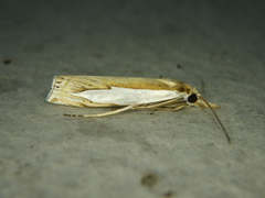 Crambus watsonellus