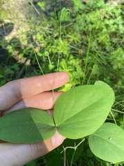 Lathyrus ochroleucus
