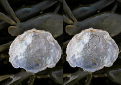 Heteranomia squamula