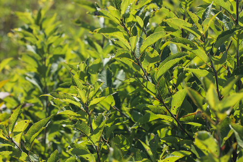 American plum