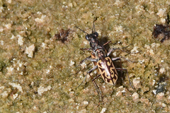 Ellipsoptera cuprascens