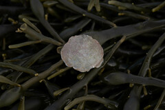 Heteranomia squamula