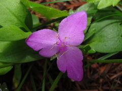Tradescantia crassifolia