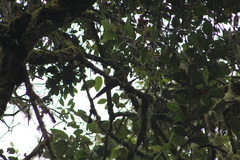 Leptosittaca branickii