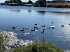 Branta canadensis
