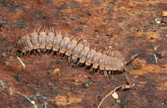 Polydesmus complanatus