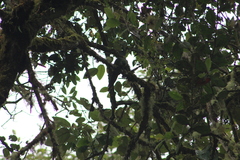 Leptosittaca branickii