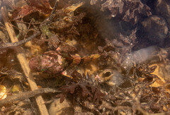 Myoxocephalus aenaeus