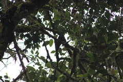 Leptosittaca branickii