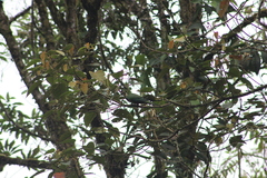 Leptosittaca branickii