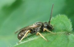 Halictus tumulorum
