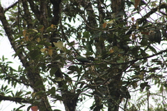 Leptosittaca branickii