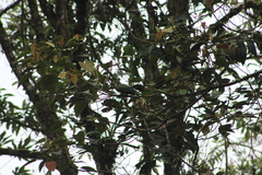 Leptosittaca branickii