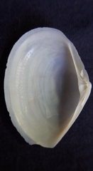 Mactrotoma explanata