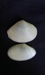 Mactrotoma explanata