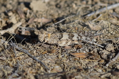 Trimerotropis pseudofasciata