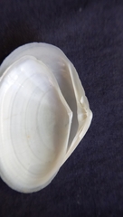 Mactrotoma explanata