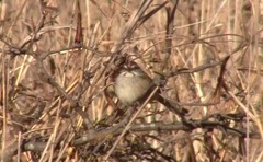 Rhynchospiza strigiceps