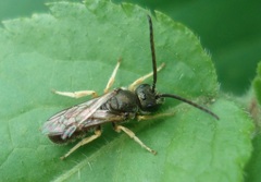 Halictus tumulorum