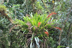 Guzmania multiflora