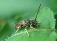Halictus tumulorum