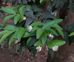 Magnoliopsida