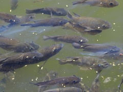 Sarotherodon melanotheron