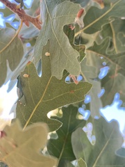 Atrusca clavuloides