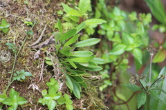 Masdevallia picturata