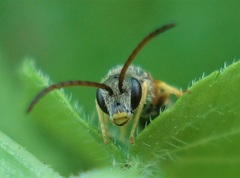 Halictus tumulorum