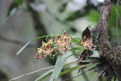 Oncidium luteopurpureum