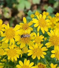 Nomada flavopicta