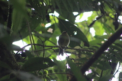 Silvicultrix diadema