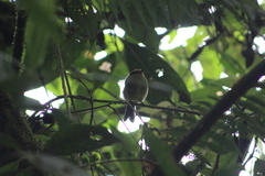 Silvicultrix diadema