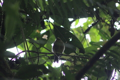 Silvicultrix diadema