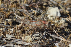 Trimerotropis pseudofasciata