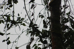 Troglodytes solstitialis